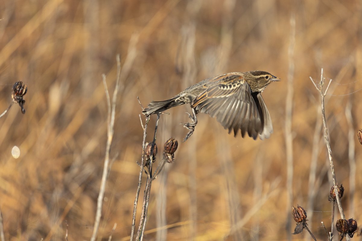 Bird in flight near branches